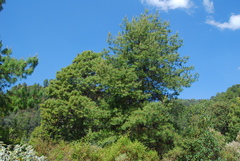 Pinus pseudostrobus protuberans