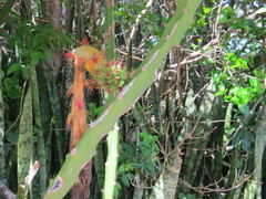 Selenicereus setaceus