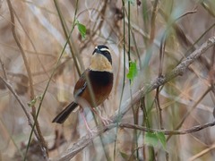 Melanopareia elegans