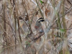 Melanopareia elegans