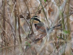 Melanopareia elegans