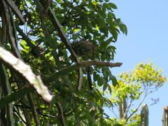 Selenicereus setaceus