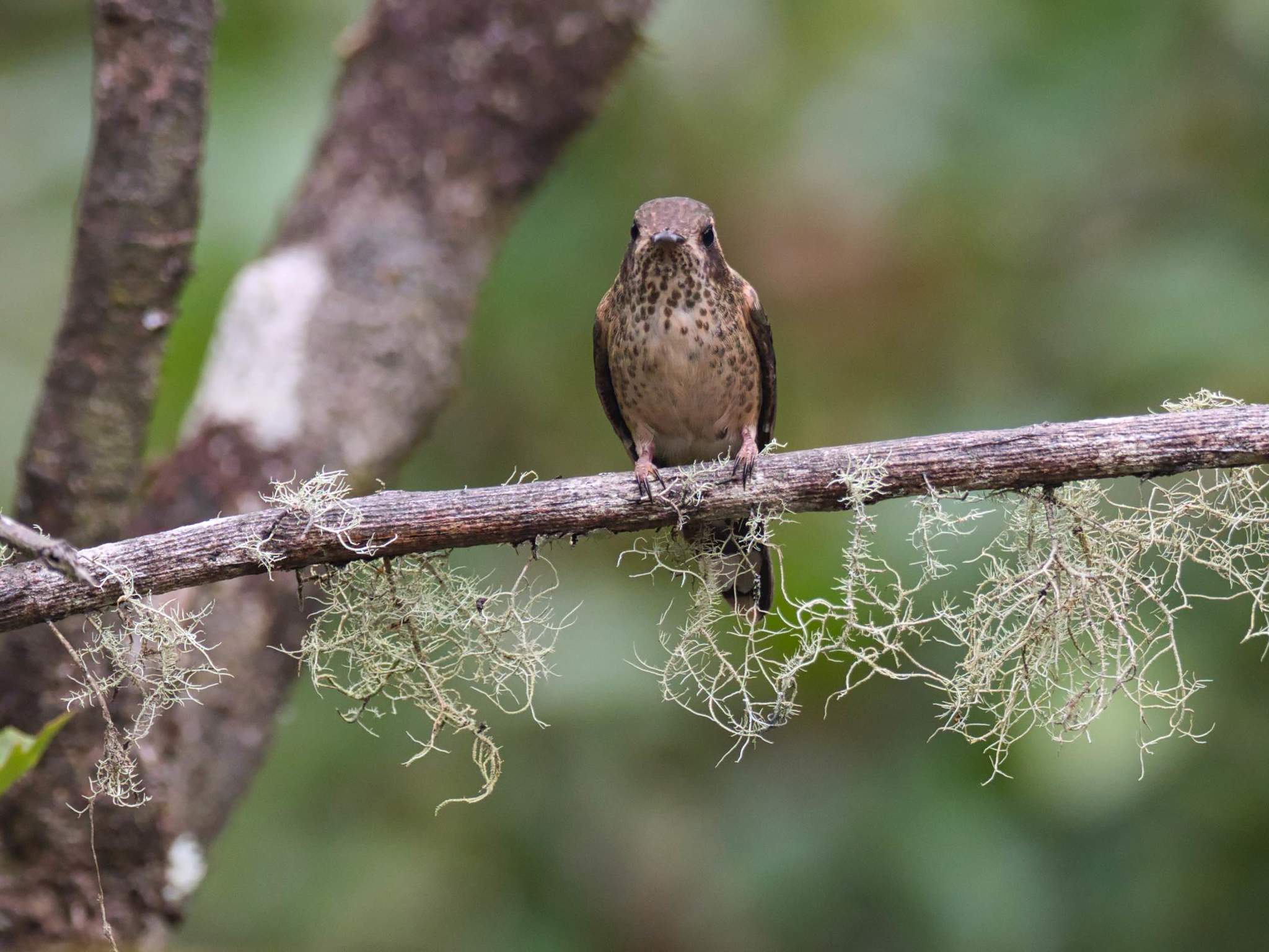 Adelomyia image