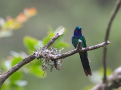Heliangelus viola