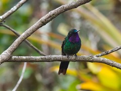 Heliangelus viola