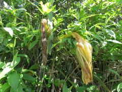 Selenicereus setaceus