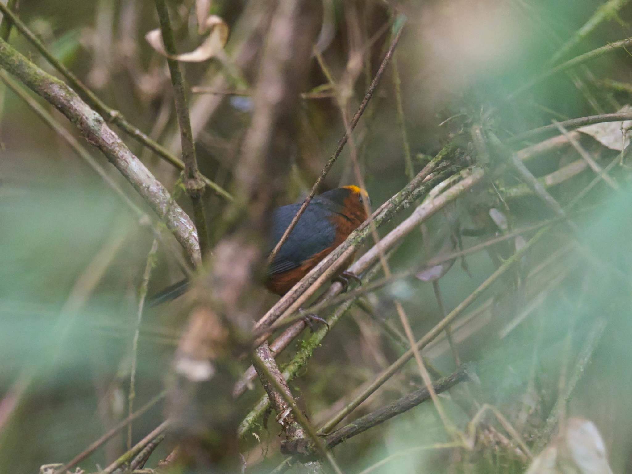 Catamblyrhynchus diadema image