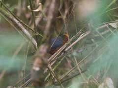 Catamblyrhynchus diadema