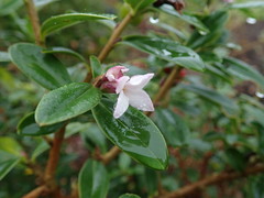 Daphne tangutica