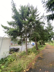 Pseudotsuga menziesii