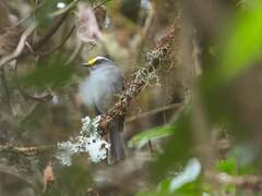 Silvicultrix jelskii