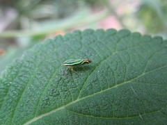 Sibovia sagata