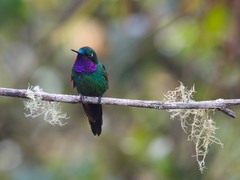 Heliangelus viola