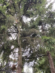 Pseudotsuga menziesii