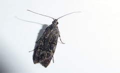 Izatha copiosella