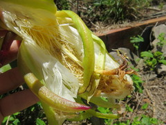 Selenicereus setaceus