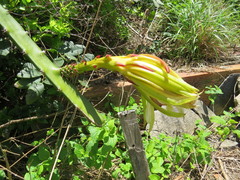 Selenicereus setaceus