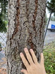 Pseudotsuga menziesii