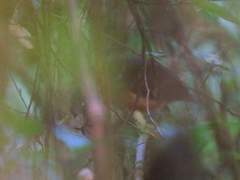 Grallaricula leymebambae