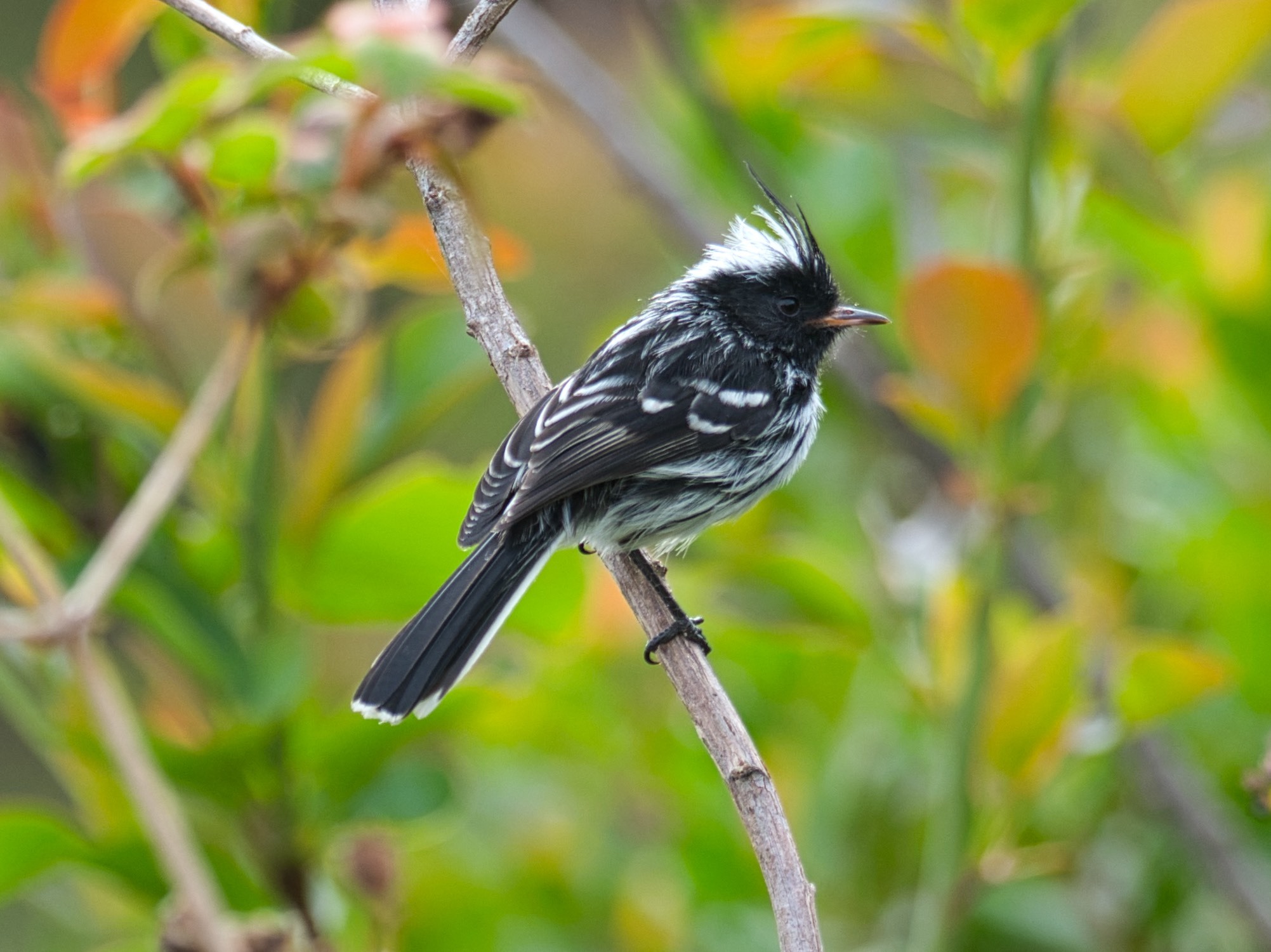 Anairetes nigrocristatus image