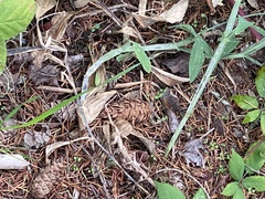 Pseudotsuga menziesii