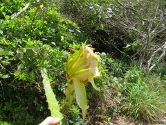 Selenicereus setaceus