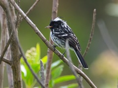 Anairetes nigrocristatus