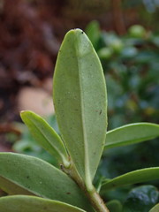 Daphne tangutica