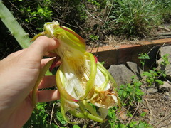 Selenicereus setaceus