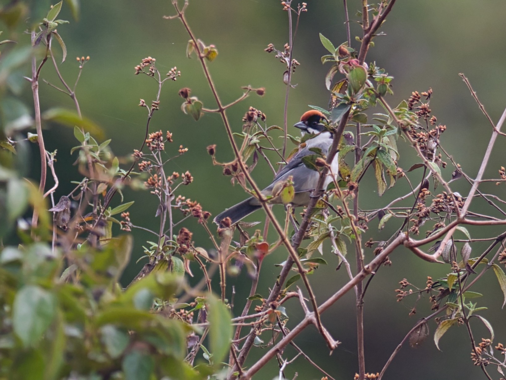 Atlapetes seebohmi image