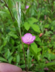 Oenothera rosea image