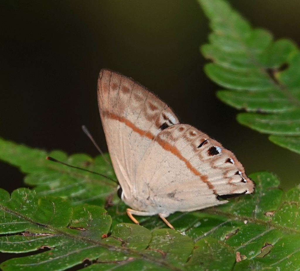 Euselasia kartopus
