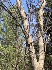 Melanerpes carolinus