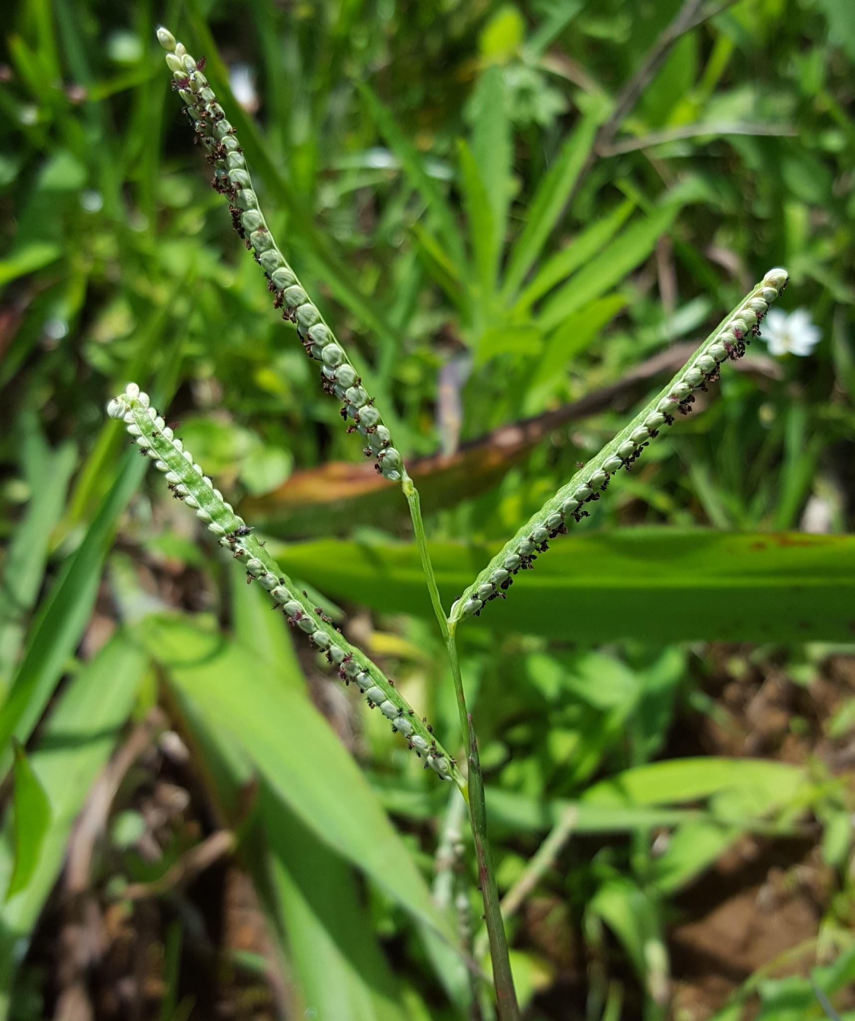 (c) François Rousseu, certains droits réservés (CC BY-NC) https://www.inaturalist.org/observations/100795199