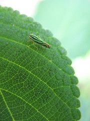 Sibovia sagata