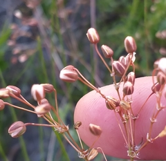 Pharnaceum elongatum