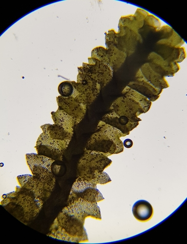Image of Trilophozia quinquedentata by (c) Helen Waterman, some rights reserved (CC BY)
