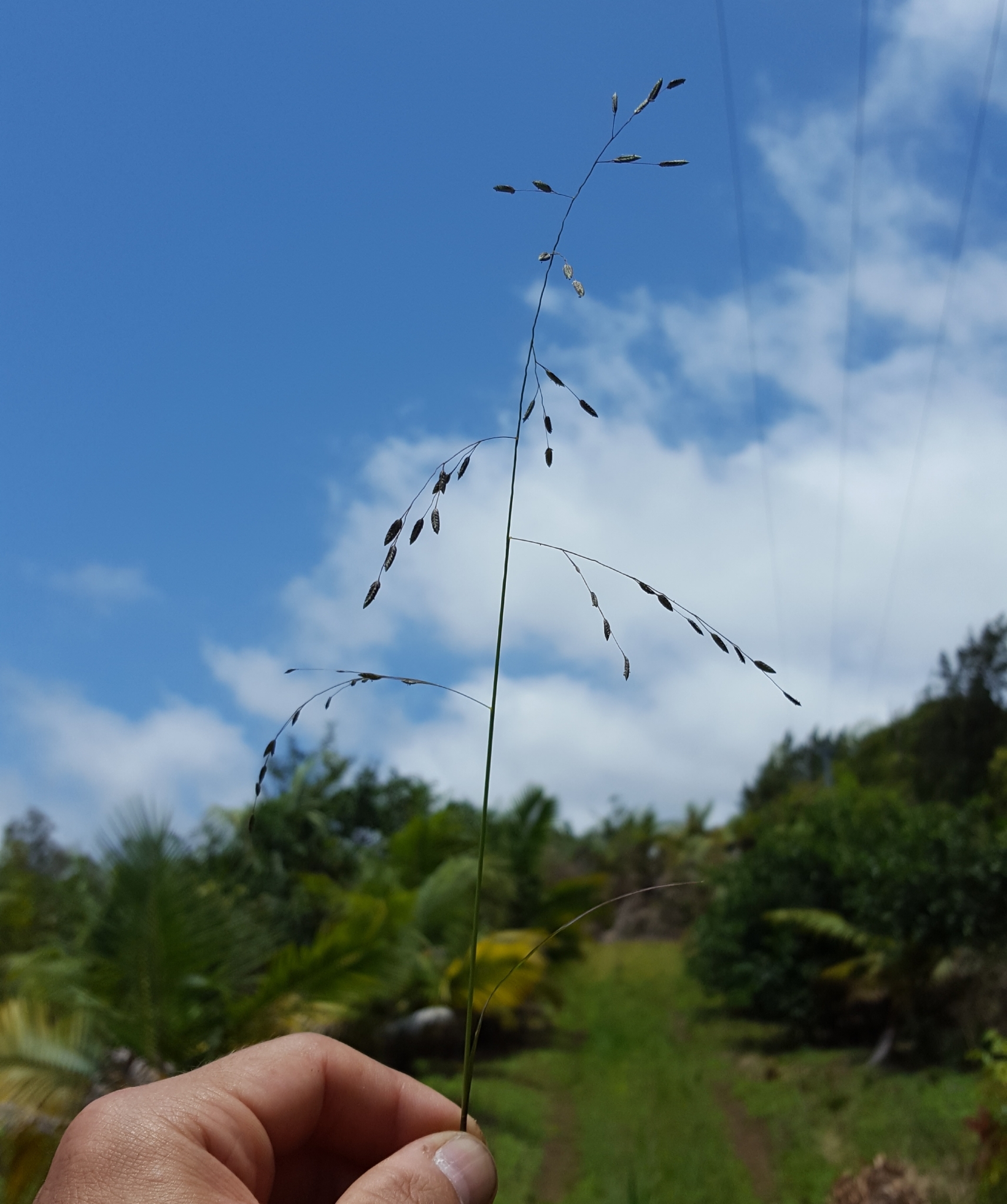 (c) François Rousseu, certains droits réservés (CC BY-NC) https://www.inaturalist.org/observations/100795283