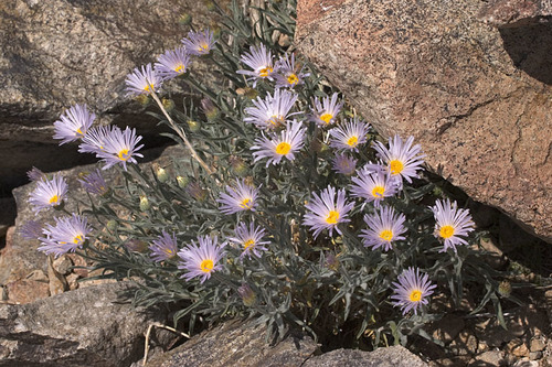 xylorhiza tortifolia