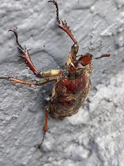 Sphaenognathus feisthamelii