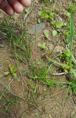 Eragrostis hildebrandtii