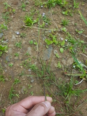 Eragrostis hildebrandtii