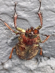 Sphaenognathus feisthamelii