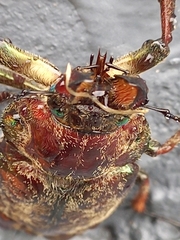 Sphaenognathus feisthamelii