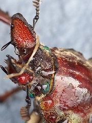 Sphaenognathus feisthamelii