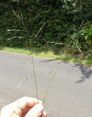 Eragrostis hildebrandtii