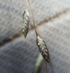 Eragrostis hildebrandtii