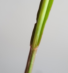 Eragrostis hildebrandtii