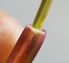 Eragrostis hildebrandtii