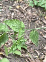 Chiropetalum griseum